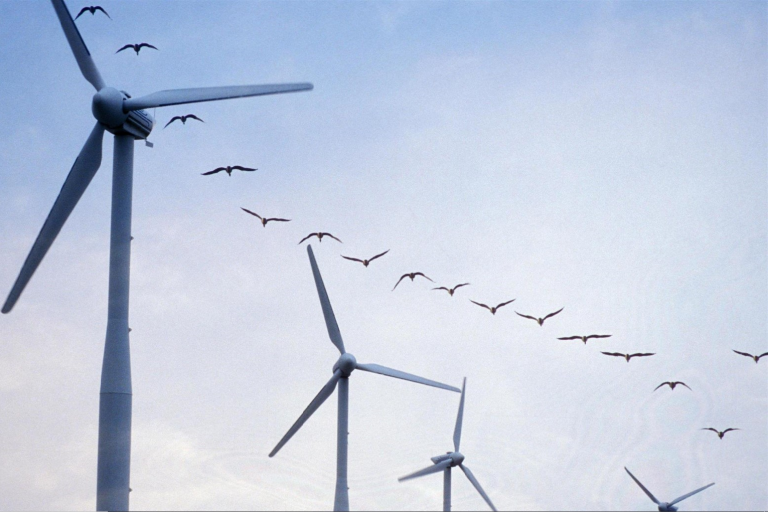 Éoliennes : lorsqu’une pale est peinte en noir, les oiseaux les évitent davantage