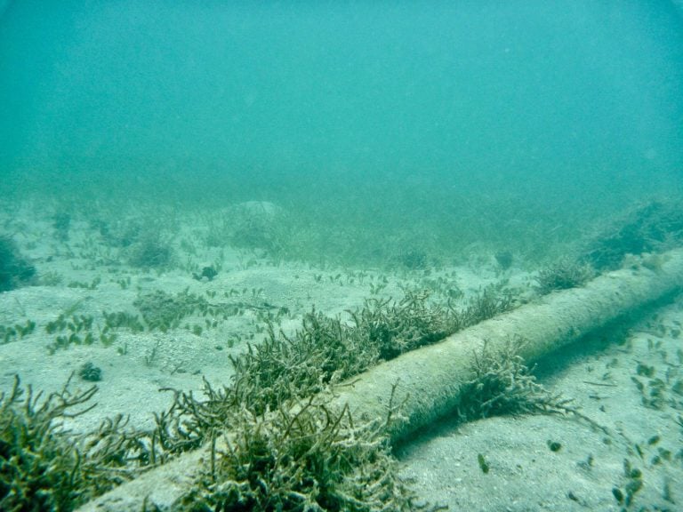 Les câbles sous-marins des parcs éoliens offshore ont-ils un impact sur les écosystèmes ?