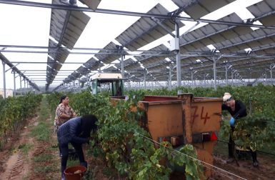 Pyrénées-Orientales : début des vendanges pour le premier vin agrivoltaïque au monde