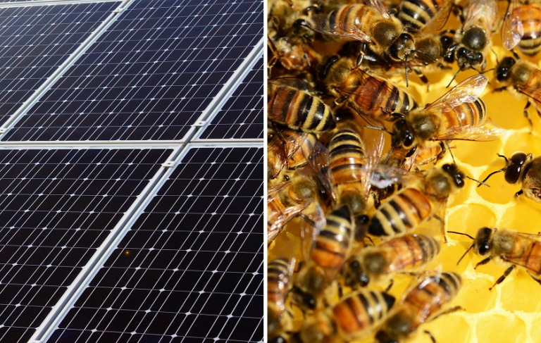 Pourquoi les centrales solaires sont un paradis pour les abeilles