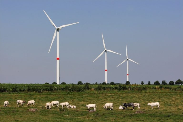 Les éoliennes sont-elles responsables de troubles sanitaires et d’une surmortalité dans les élevages ?