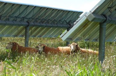 Prairies agrivoltaïques : quel est l’impact des panneaux sur la croissance de l’herbe ?